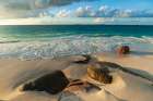 Surf surging towards boulders buried in sand on a tropical beach Anse Victorin Beach-Seychelles Coastal Print